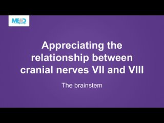 Clinical Neurology Essentials   the relationship between cranial nerves VII and VIII