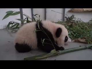 Le petit panda a fait ses premiers pas incertains