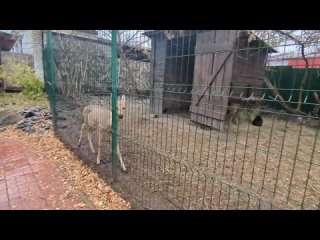 Видео от Новосибирский Зоопарк Обитаемый остров