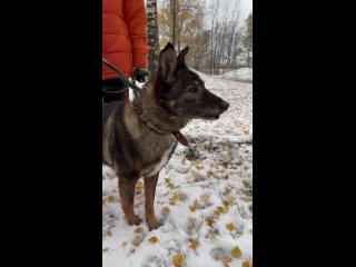 Не смотря на долгое пребывание в приюте и полное отсутствие зубов, наш Блюз не унывает 😉- охотно гуляет, радостно встречает гост