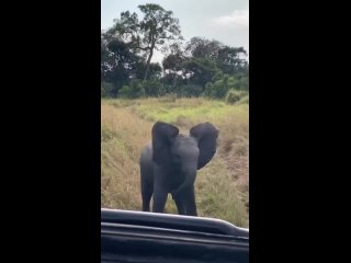 Малыш-слонёнок немного потерялся и не увидел куда свернула его мать 🐘