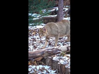 Камышовый котик Заури