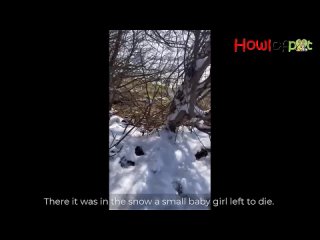 – 20 градусов, брошенный щенок несколько дней замерз в снегу и закончился болью, никто не поможет !