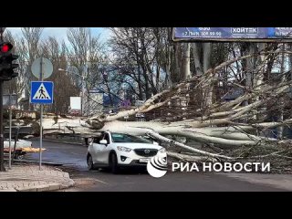 В Донецке на пересечении улицы Артема и проспекта Титова дерево упало на машину, передает корреспондент РИА Новости