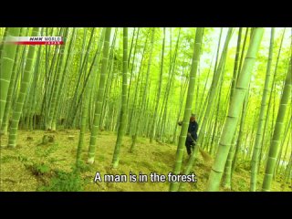 COOL JAPAN - Bamboo