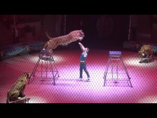 Запрет на животных в цирке