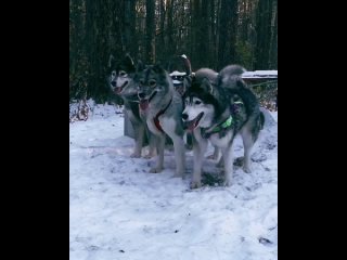 Тренировочка с собаками 🐺🥰