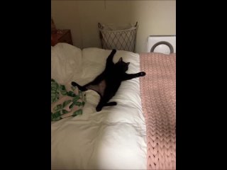 Котиха (кот, кошка) развалилась на кровати и спит
