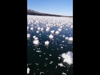 Невероятная природа: похожие на цветы ледяные кристаллы появились на реке в Якутии ❄    Данное природное явление... (видео)