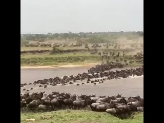 Что в конце произошло? Крокодилы? - Владимир Дёмин