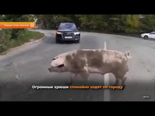 На Урале стадо свиней терроризирует местных жителей