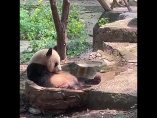 Все мы немного эта панда...