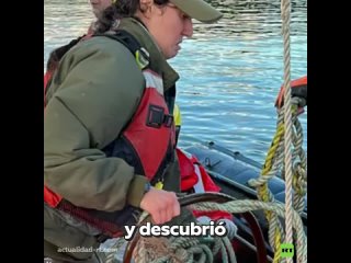 Ballena queda atrapada en una trampa para cangrejos en Alaska