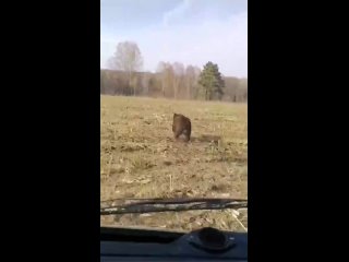 В Новосибирской области Прогоняют медведя в лес - Осень 2023