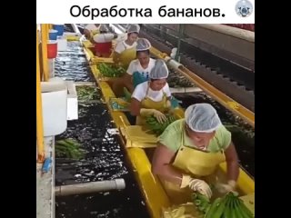 Обработка бананов может происходить по разным методам в зависимости от целей и требований. Бананы очищаются,... (видео)
