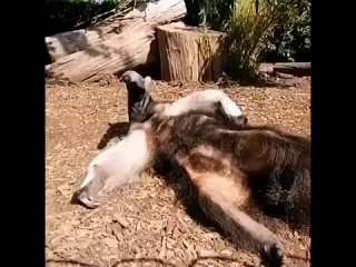 Все мы немножко муравьеды))) - Владимир Громов