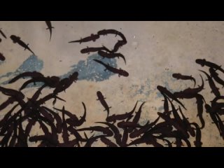 Выращивание гигантских саламандр в Китае – сбор и обработка мяса