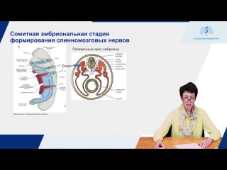 Вовкогон Анджела Дмитриевна: Формирование спинномозговых нервов. Принципы формирования соматических сплетений