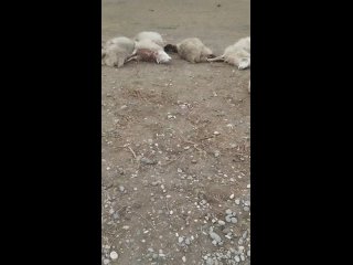 ➡️ В Дагестане водитель сбил насмерть около 25 овец и скрылся с места преступления.