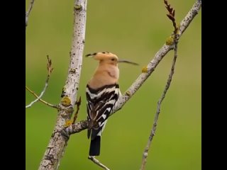 Удод - яркая небольшая птица с хохолком и длинным клювом