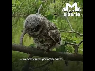 🦉Бойцы спасли упавшего в окоп сычонка