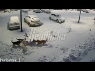 В Новом Уренгое стая бездомных собак напала на третьеклассницу

В микрорайоне Энтузиастов школьница третьего класса подошла к ле