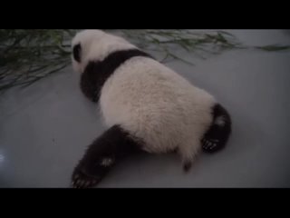 Маленькая панда из московского зоопарка пытается ползать