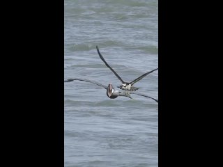 Пеликан охотится