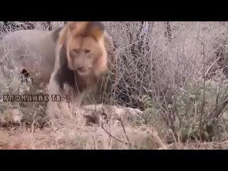 Лев поймал гиену ! подборка видео