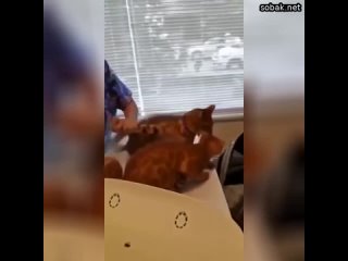 Котик спасает своего друга от ветеринара и прячет его в переноску