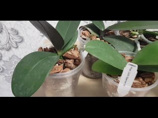 Видео от Орхидеи-мотыльки любви(Реанимация,уход за орх)