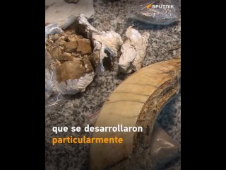 Joven argentino descubre fsil de miles de aos