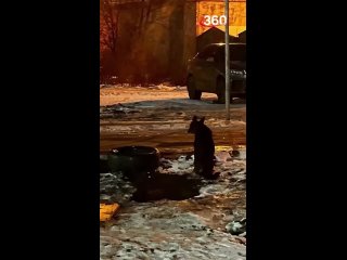 Пса заживо похоронили коммунальщики в Омске： спасли в последний момент!