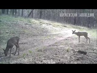 ✅ Самца рыси вновь заметили в Воронежском заповеднике после долгого перерыва