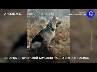 Овчарка из Крымскои таможни нашла 3 кг каннабиса