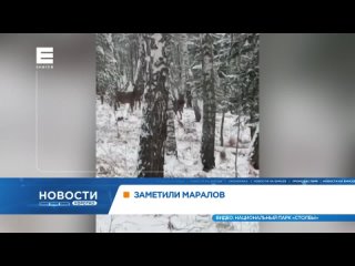 На Красноярском Торгашинском хребте туристы заметили маралов