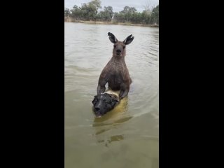 Австралиец подрался с кенгуру, спасая свою собаку
