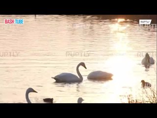🇨🇳 Лебединое озеро: тысячи лебедей-кликунов прилетели на зимовку в провинцию Шаньдун на востоке Китая