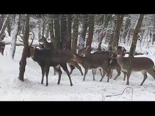 Видео от Королёв ТВ