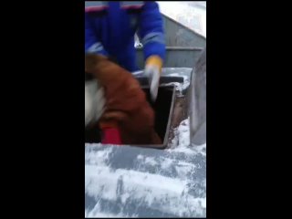 В Лодейном Поле спасатели вытащили собаку из подземного мусорного контейнера