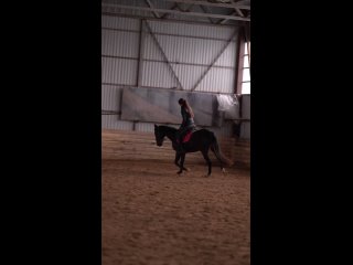 Video by Продажа лошадей AREON horses