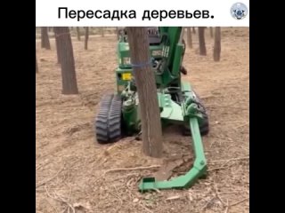 Пересадка деревьев с помощью специализированной техники – это механизм перемещения уже выросших деревьев из одного... (видео)