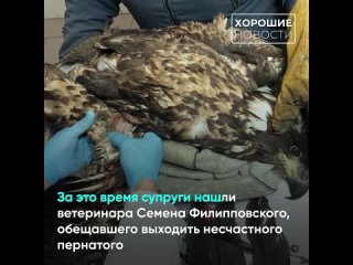 👍 Жители Пермского края спасли  краснокнижного беркута с подбитым крылом. Благодаря неравнодушной семье птица осталась жива и ей