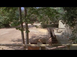 Белая Собака (США1982)триллер, драма, ужасы
