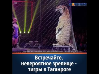 Встречайте, невероятное зрелище - тигры в Таганроге