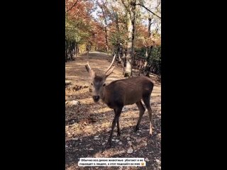 Где встретить оленей в Крыму? 🦌

Крымский благородный олень – самое крупное животное в Крыму. 👇