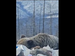 Очевидцы сняли на видео медведя-шатуна, отдыхающего на свалке