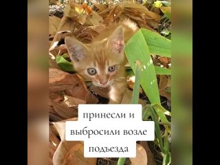 Спасла рыжего котёнка