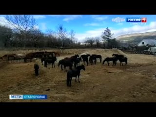 Массовое нашествие коней в Кисловодске: местные жители негодуют, ведь животные подходят к территориям детских садов и школ