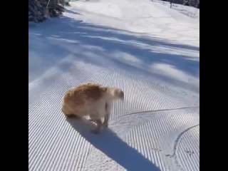 Собачки
